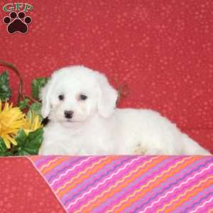 Peach, Bichon Frise Puppy